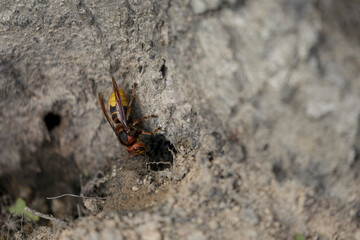 European Hornet Vespa crabro feeding on sap in a forest