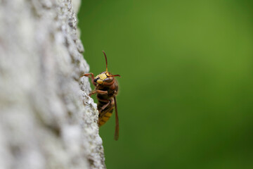 European Hornet Vespa crabro feeding on sap in a forest