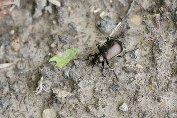 Caterpillar-hunter Calosoma inquisitor walking on ground in a deciduous forest