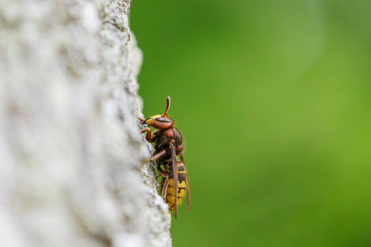 European Hornet Vespa crabro feeding on sap in a forest