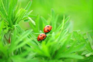 ladybugs macro shot