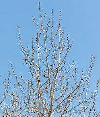 Swollen buds on the branches of a tree in spring