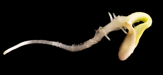 Seed cucumber sprout isolated on black background.