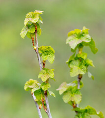 Small green leaves on a currant in spring.