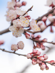 Flowers on the apricot tree.