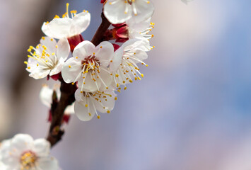 Flowers on the apricot tree against the background of the blue sky.