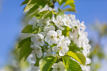 Flowers on a cherry tree on a background of blue sky.