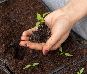 A woman prepares pepper seedlings in the ground for planting in a vegetable garden