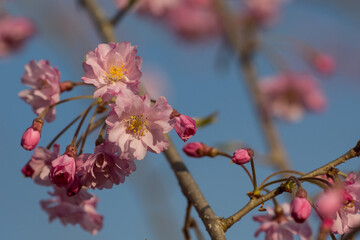 枝垂桜の花