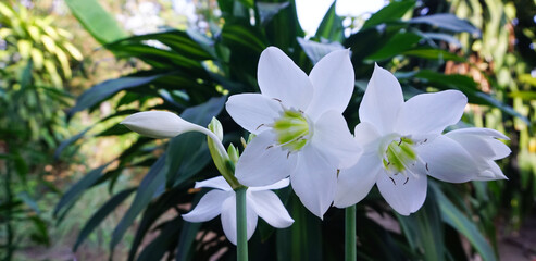 Close-up White flowers are naturally beautiful clusters from a green forest planted in an agricultural plantation.
