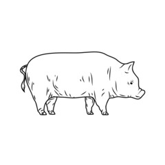 Iconic pig drawing, silhouette pig retro engraving with farm animal isolated on white background. Vintage illustration. Vector graphics