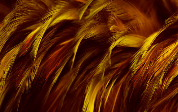 Beautiful Dark Golden Feathers Texture Vintage Background	