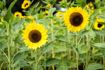 Obraz premium Sunflower in the field