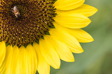 Sunflower in the field,close-up,macro flower
