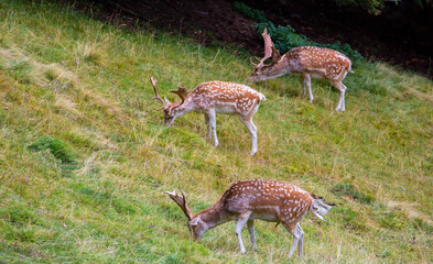 Wild European fallow deer, Dama dama, in the Frech Alps in summer