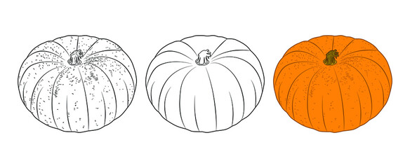 A set of three pumpkins, a dashed image, a contour drawing, autumn vegetables.