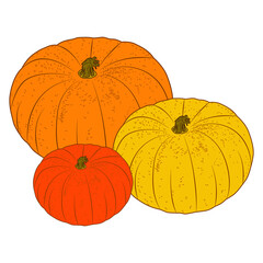 three pumpkins, a dashed image, a contour drawing, autumn vegetables