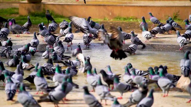 Slow motion shot of Group of Wild pigeons