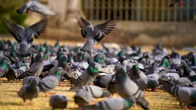 Slow-motion shot of Group of Wild pigeons