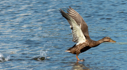Flying duck