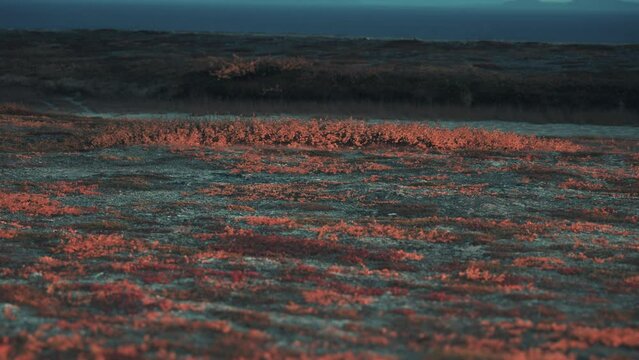A harsh windswept autumn tundra landscape. Long shot, pan right