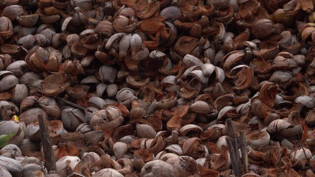 Pile Of Dried Coconut Shell - Coconut Oil Production In Koh Samui Island, Thailand. - wide shot