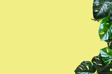 Monstera tropical summer background with copy space text, natural plant green flat lay