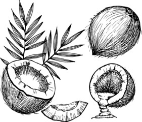 Hand drawn illustration of coconuts