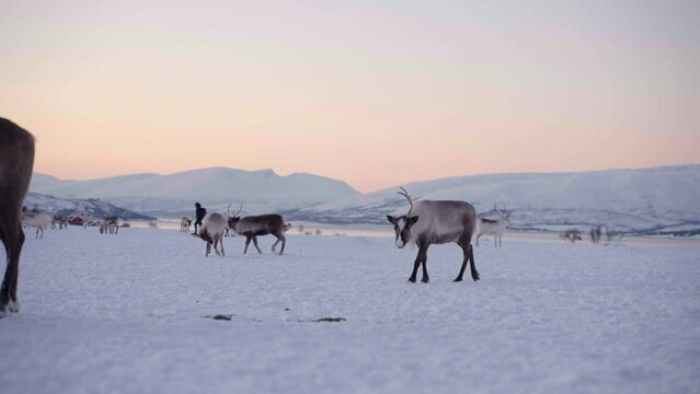 Person walks among domesticated reindeer in their winter pasture
