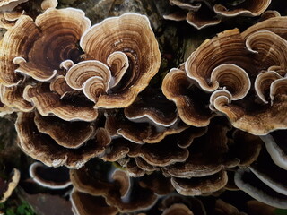 wild mushroom growing on a piece of wood