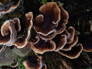 wild mushroom growing on a piece of wood