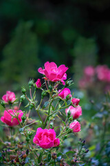 Fototapeta premium Pink rose blossoms and buds ir autumn