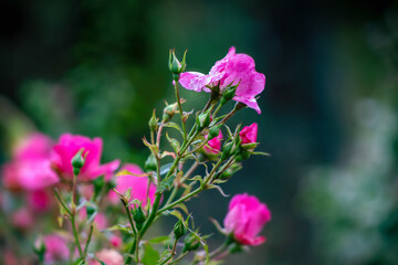 Pink rose blossoms and buds ir autumn