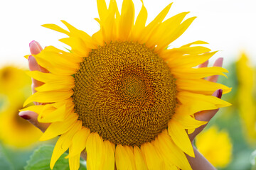 Naklejka premium Sunny beautiful picture of sunflower in woman palms.