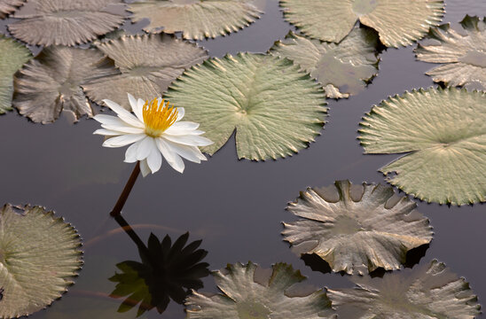 Closed up and macro shot of single lotus flower blossom with beautiful and colorful colors (yellow, white and pink) on the pond with its reflection water surface shows symbol of buddhism.