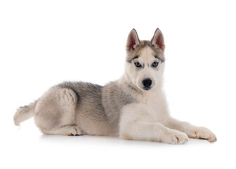 puppy siberian husky