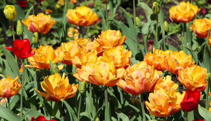 group of beautiful orange tulips with selective, large format for nature background at spring or summer season