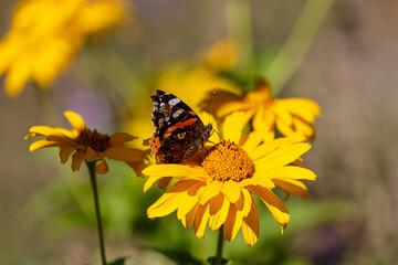Butterfly on petal of yellow blooming flower