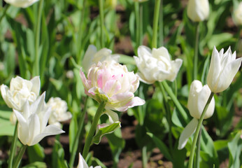 White tulips with beautiful blurry bouquet background