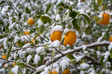 Green tree and yellow lemons covered with snow in winter in lemon garden.
