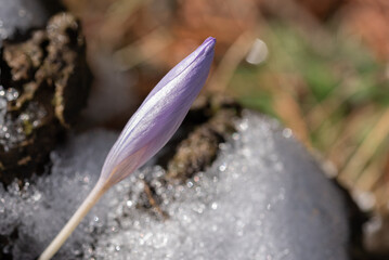 Violet flower bud on snow