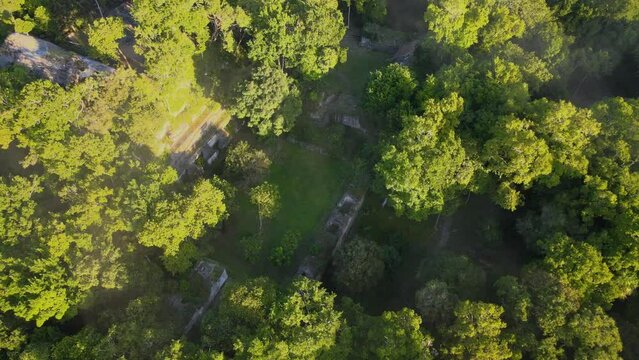 Mayan ruins, Pyramids in jungle, foggy weather, archeological site covered by trees Nakum Guatemala