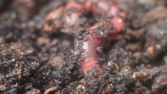 A static, macro shot of a vermicomposting system shows a large earthworm moving frantically, collecting decomposing food scraps.
