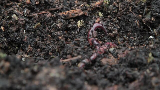 A static, macro shot of a vermicomposting system shows a large earthworm moving frantically, collecting decomposing food scraps.