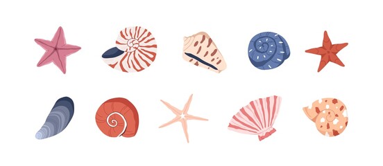 Sea shells, starfishes set. Underwater mollusk animals. Marine molluscs seashells, scallops, snails, cockleshells, mussels and conches. Vector illustration of shellfishes isolated on white backgroun