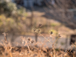 冬の朝の枯れ野原