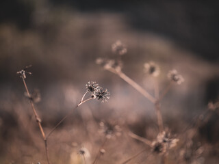冬の朝の枯れ野原