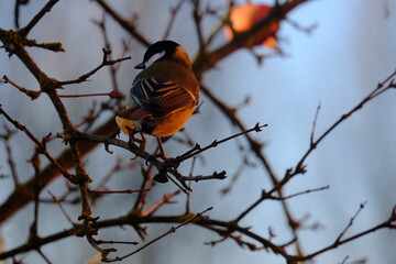 
great tit searching for food