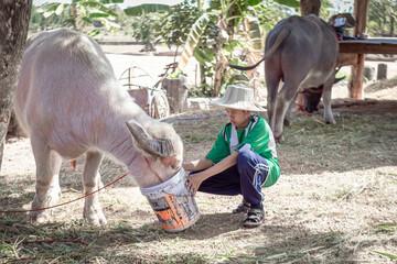 Thailand, Sakon Nakhon, Asian boy give water to young albino buffalo