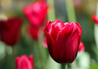 a red tulip with selective focus on a blurry green background 